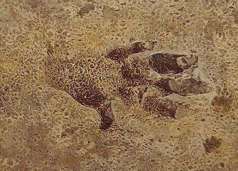 footprints and trackways fossils
